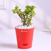 Lush Jade Plant In Red Pot