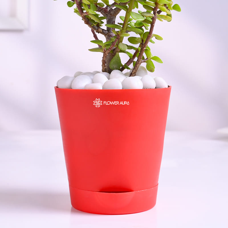 Lush Jade Plant In Red Pot