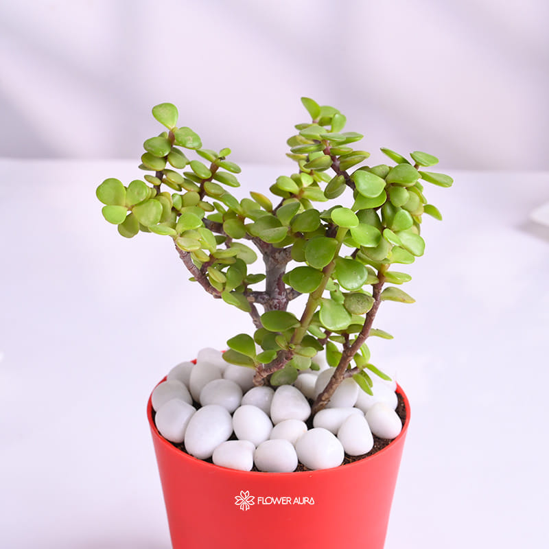 Lush Jade Plant In Red Pot