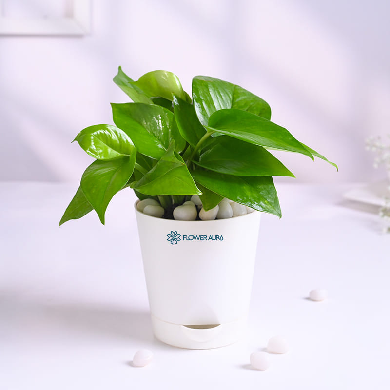 Lush Money Plant In White Taper Pot