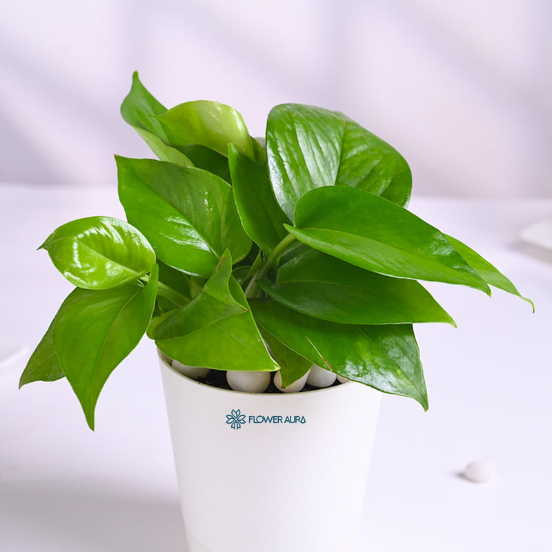 Lush Money Plant In White Taper Pot