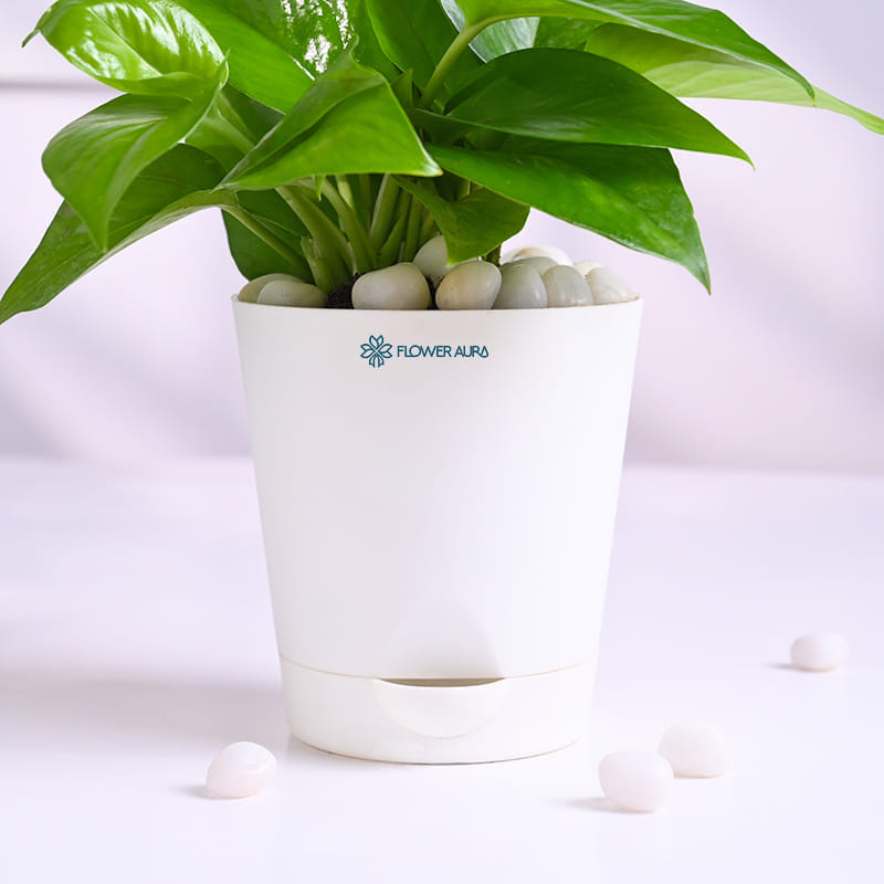Lush Money Plant In White Taper Pot