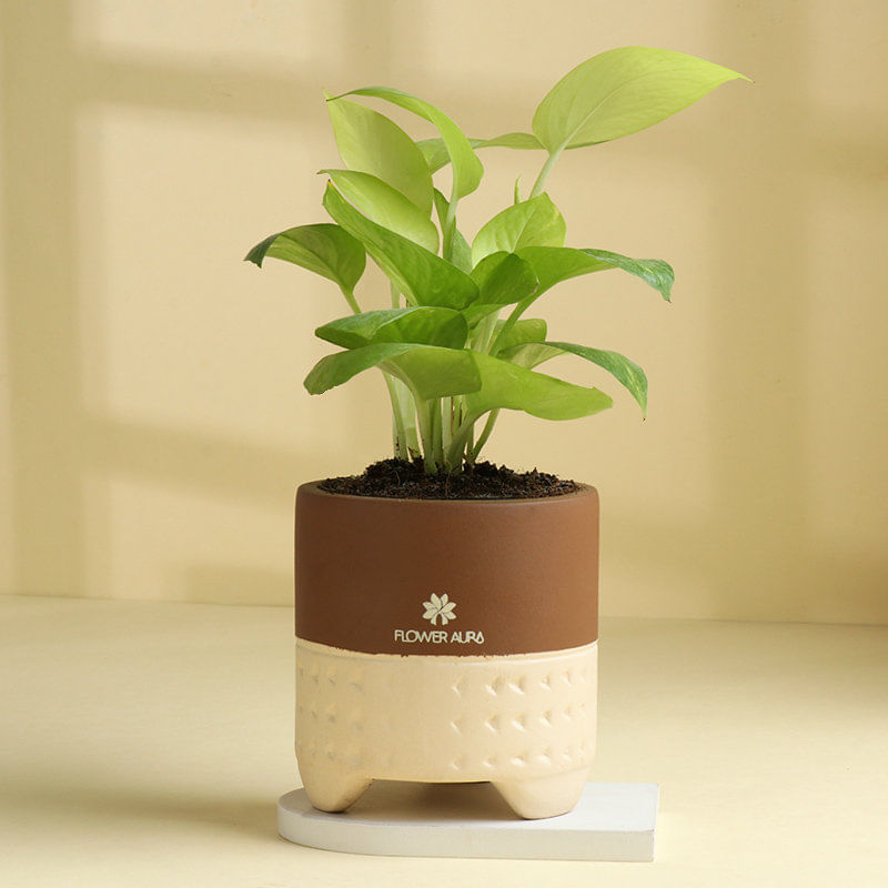 Lush Money Plant With Terracotta Pot