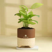 Lush Money Plant With Terracotta Pot