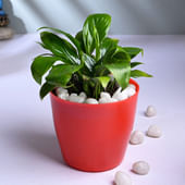 Lush Peace Lily In Tapered Red Pot