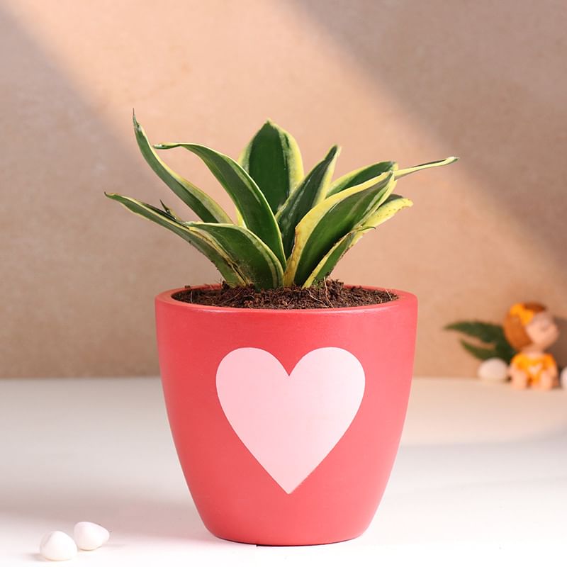 Lush Sansevieria In Love Pot