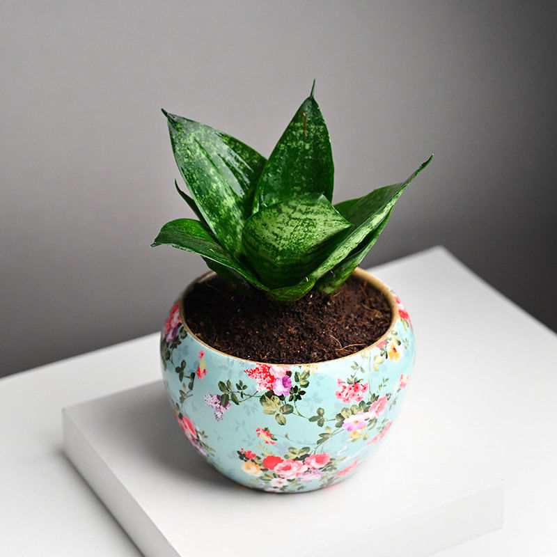 Lush Snake Plant In Floral Metal Pot