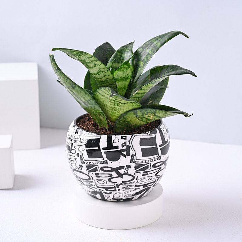Product Image Video