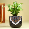 Lush Syngonium In Mandala Pot