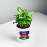 Lush Syngonium Plant In A Ceramic Pot