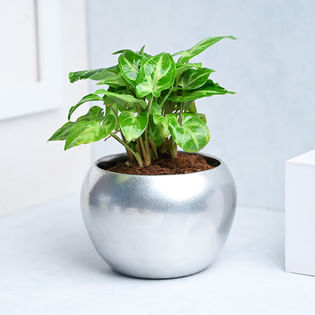 Lush Syngonium Silver Charm Corp