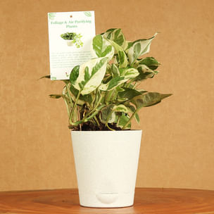 Lush White Pothos