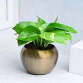 Luxe Money Plant 