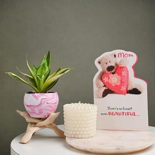 Maa Jade Plant Combo