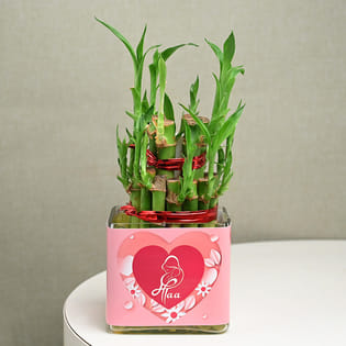 Maa Lucky Bamboo Plant