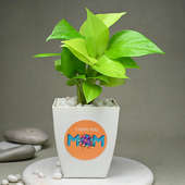Maa Money Plant