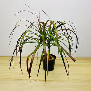 Magenta Dragon tree In Green Pot