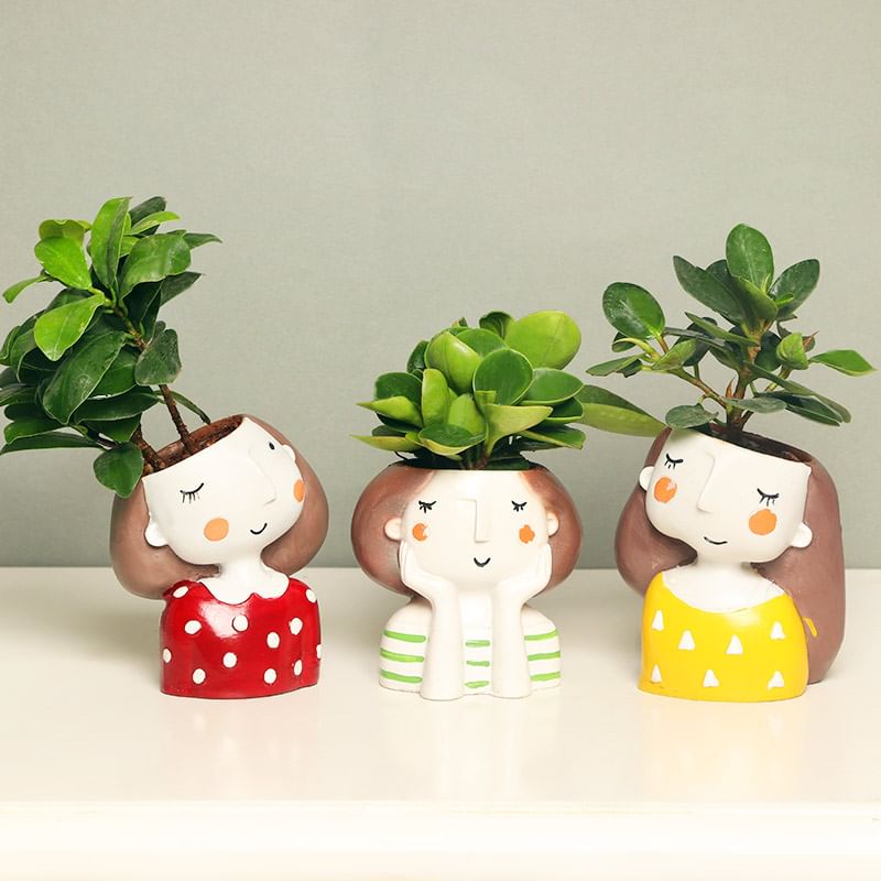 Ficus and Peperomia Plants in a Vase