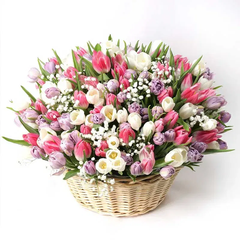 Eternal Spring Tulip Bloom