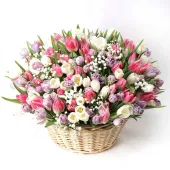 Eternal Spring Tulip Bloom