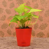 Plant Rakhi and Chocolate Box Hamper Online Plant View