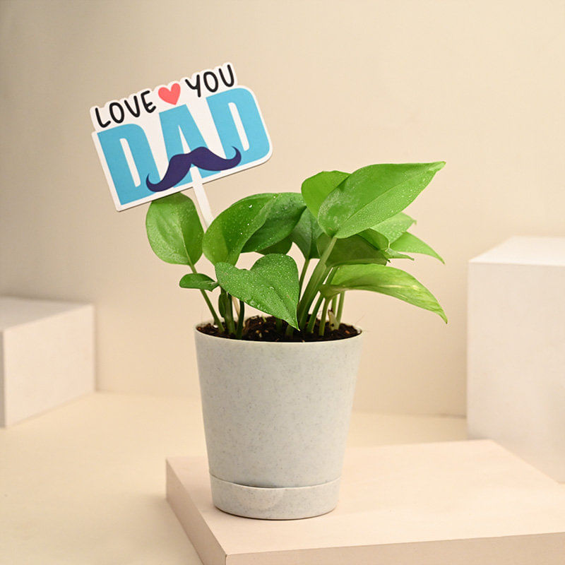 Money Plant Online