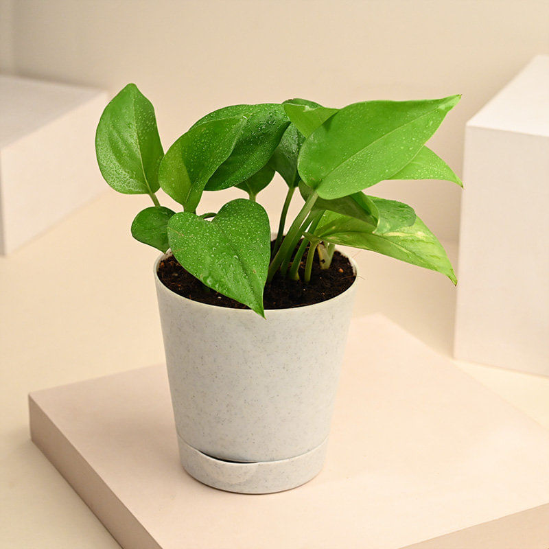 Buy Money Plant Online