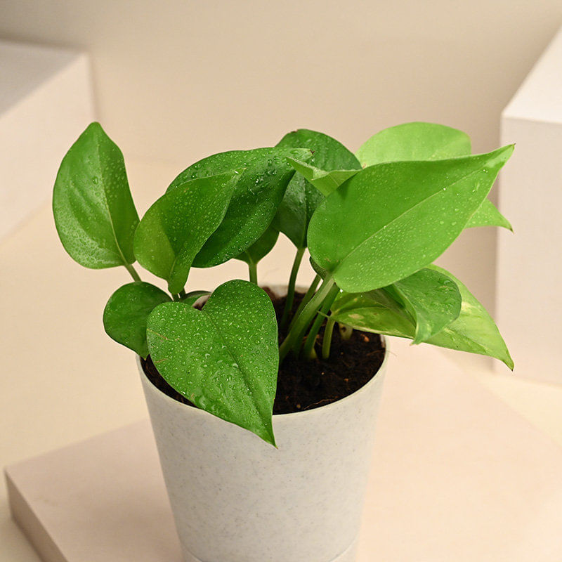 Shop Money Plant Online