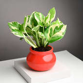 Majestic White Pothos In Red Pot