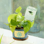 Mama Money Plant - Good Luck Indoors Plant in Designer Sailor Vase