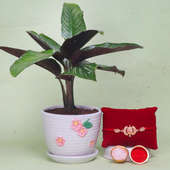 Maranta Plant Rakhi Combo