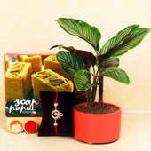 Maranta Rakhi Plant - One Divine Rakhi with Roli and Chawal and Soan Papdi and Foliage Plant in Tomato Red Tray Vase