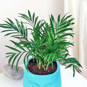 Order Mayan Inspired Bamboo Palm Online