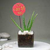 Medicinal Plant N Vase Combo