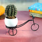 Melo Rider - Succulent and Cactus Plant Indoors in Bicycle Vase