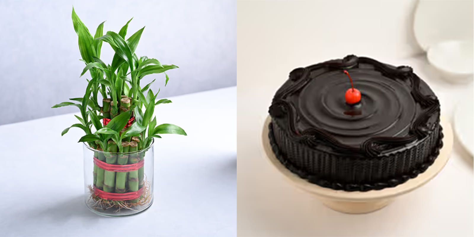 Accenture Plant And Cake Combo