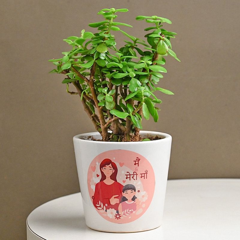 Meri Maa Jade Plant