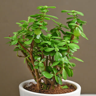 Top View Mother's Day Quotes Jade Plant 