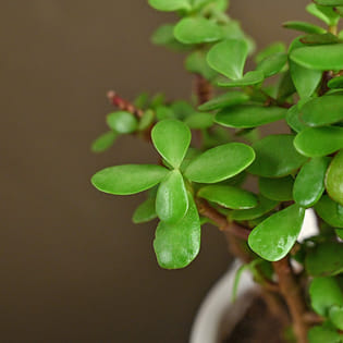 Front View Mother's Day Quotes Jade Plant
