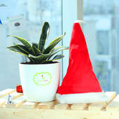 Merry Green Xmas - Air Purifying Plant Indoors in Rhonda Vase with Christmas Cap