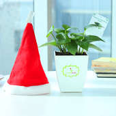 Merry Making - Good Luck Plant Indoors in Chatura Vase with Christmas Cap