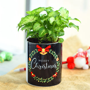 Merry Syngonium Yami Plant - Foliage Plant Indoors in Mug Printed Vase