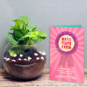 Mesmerising Money Plant With Greeting Card - A Gift For Mom