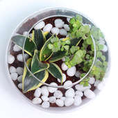 MILT and Jade Plants Terrarium:Top View