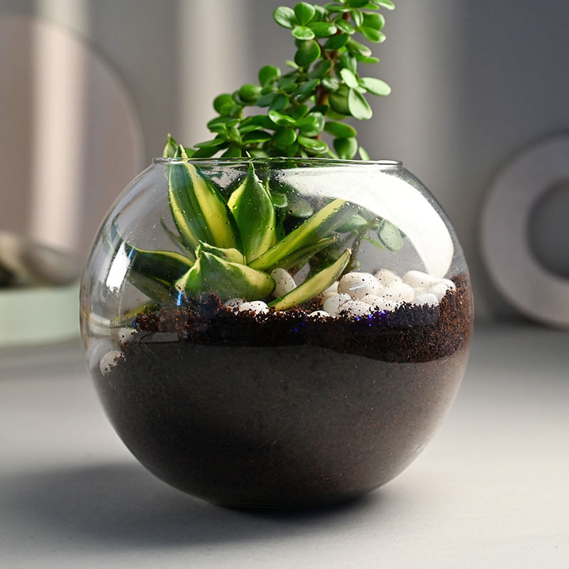 Shop Jade Plant Terrarium Online