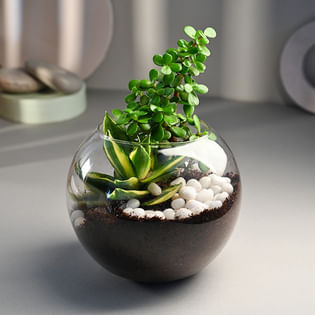 Jade Plant Terrarium Online