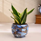 Milt Plant In Elegant Stone Print Pot