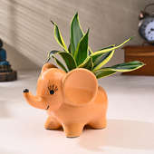 Milt Plant In Lil Elephant Pot