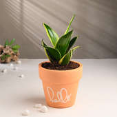 Milt Plant In Stylish Terracotta Pot