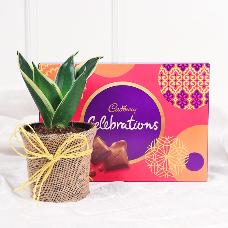Milt Sansevieria Celebrations Combo